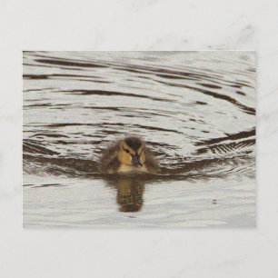 Tarjeta postal de foto de patito