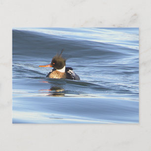 Tarjeta postal de foto de pato