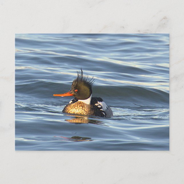 Tarjeta postal de foto de pato (Anverso)