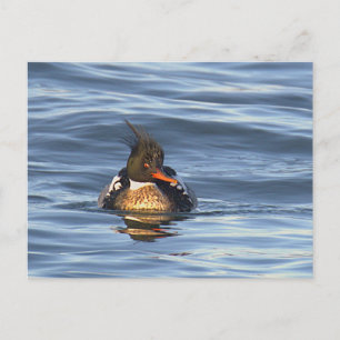 Tarjeta postal de foto de pato