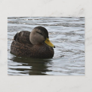 Tarjeta Postal de Foto de Pato