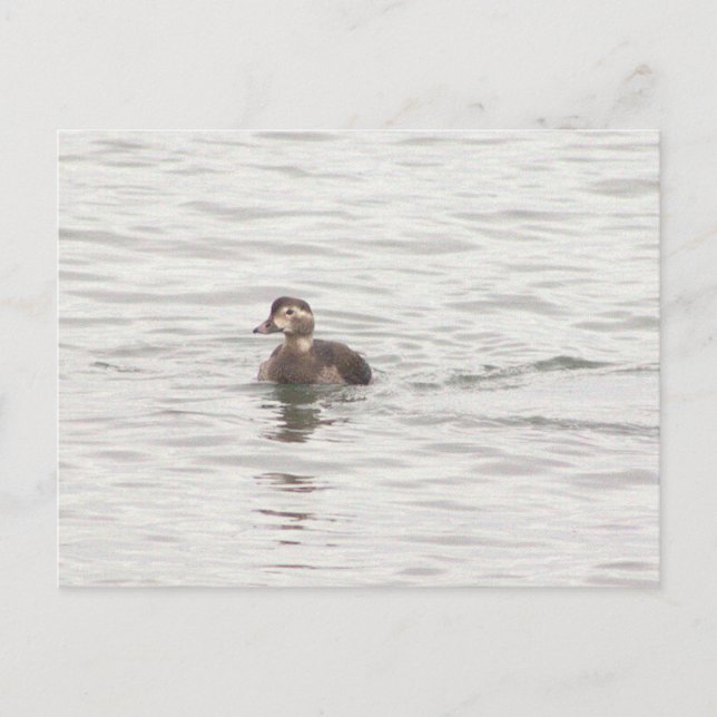 Tarjeta Postal de Foto de Pato (Anverso)