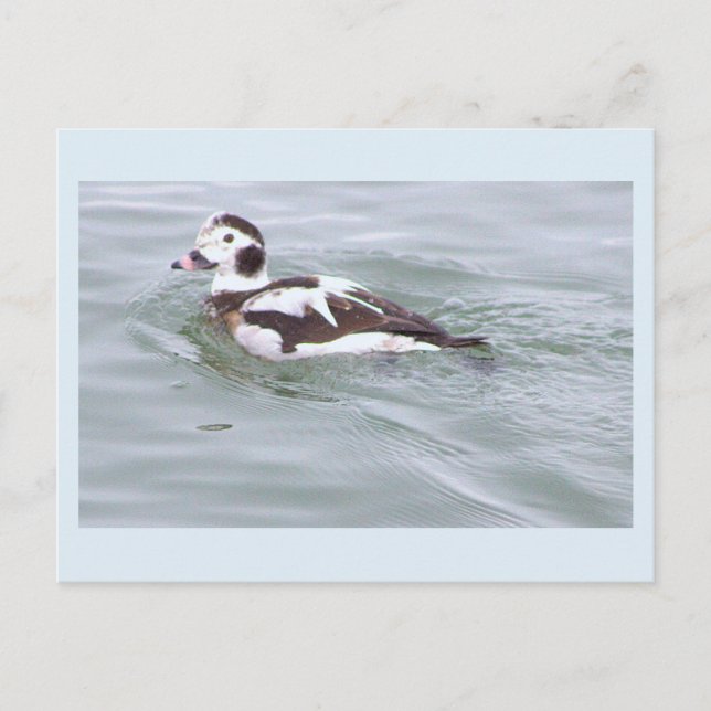 Tarjeta Postal de Foto de Pato (Anverso)