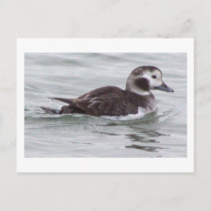 Tarjeta postal de foto de pato