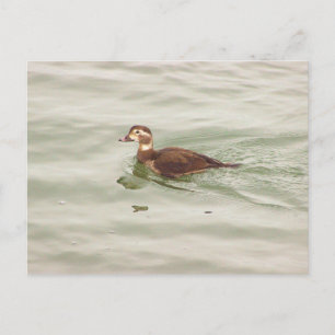Tarjeta postal de foto de pato