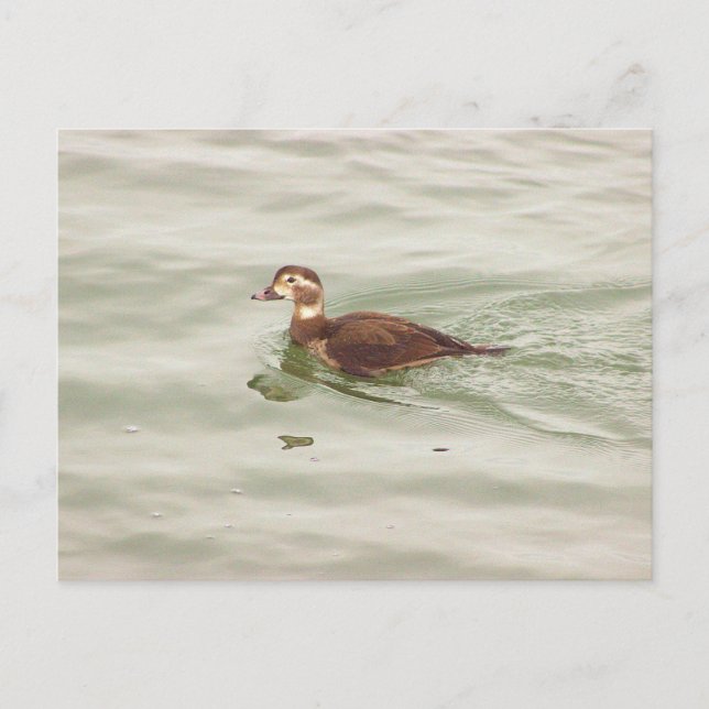 Tarjeta postal de foto de pato (Anverso)
