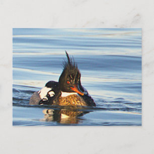 Tarjeta postal de foto de pato
