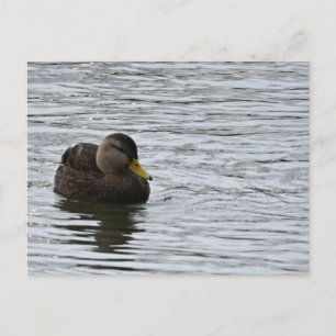 Tarjeta postal de foto de pato