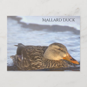 Tarjeta postal de foto de pato real