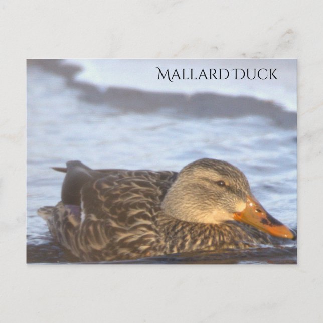 Tarjeta postal de foto de pato real (Anverso)