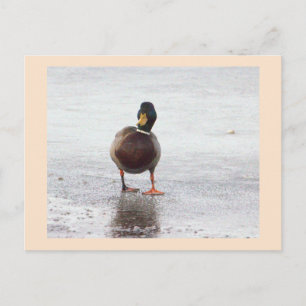 Tarjeta postal de foto de pato real