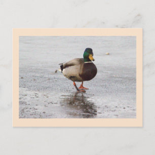 Tarjeta postal de foto de pato real