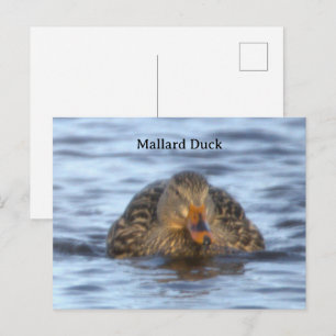 Tarjeta postal de foto de pato real