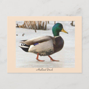 Tarjeta postal de foto de pato real