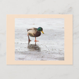 Tarjeta postal de foto de pato real