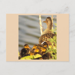 Tarjeta postal de foto de pato y patitos