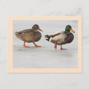 Tarjeta postal de foto de patos reales