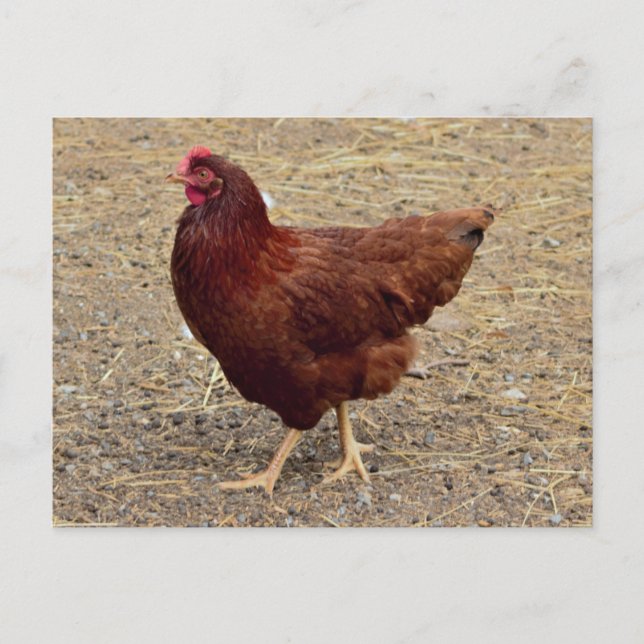 Tarjeta postal de foto de pollo (Anverso)