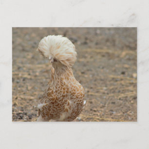 Tarjeta Postal de Foto de Pollo