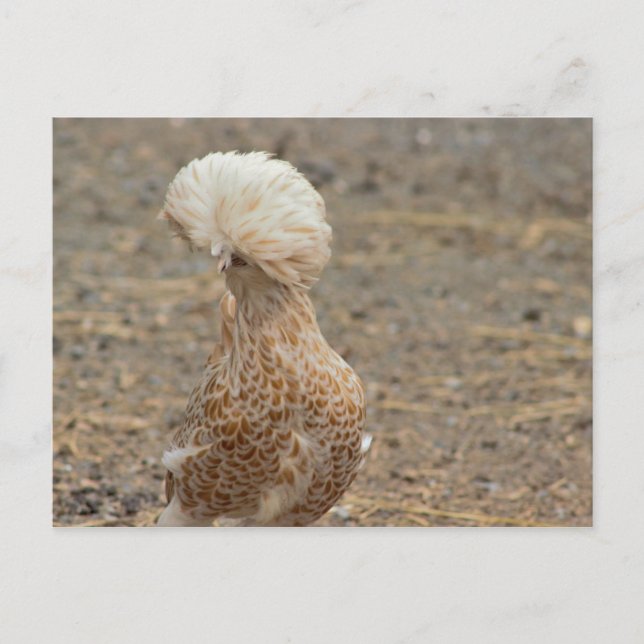 Tarjeta Postal de Foto de Pollo (Anverso)