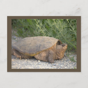 Tarjeta postal de foto de tortuga