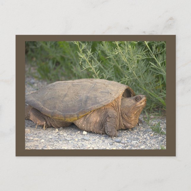 Tarjeta postal de foto de tortuga (Anverso)