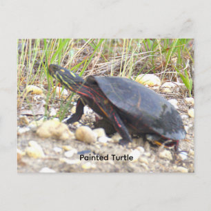 Tarjeta Postal de Foto de Tortuga Pintada