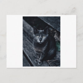 TARJETA POSTAL DE FOTOGRAFÍA CAT EN NEGRO
