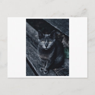 TARJETA POSTAL DE FOTOGRAFÍA CAT EN NEGRO
