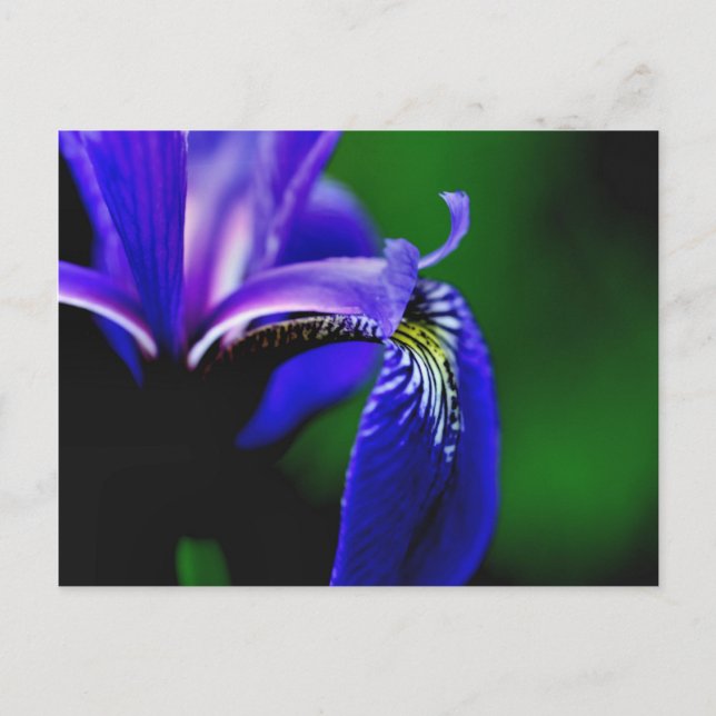 Tarjeta postal de fotografía con flor de Iris con  (Anverso)