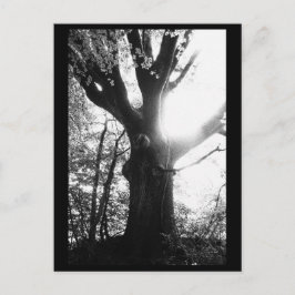 Tarjeta Postal de Fotografía de Árboles