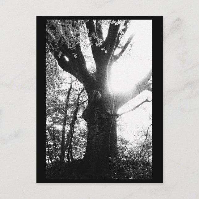 Tarjeta Postal de Fotografía de Árboles (Anverso)