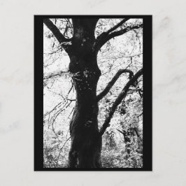 Tarjeta Postal de Fotografía de Árboles