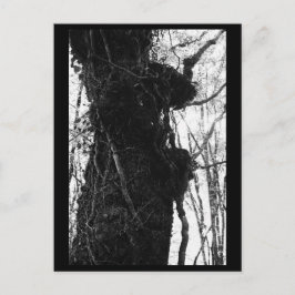 Tarjeta Postal de Fotografía de Árboles