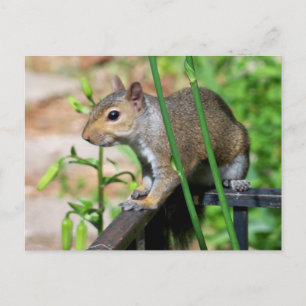 Tarjeta postal de fotografía de ardilla gris