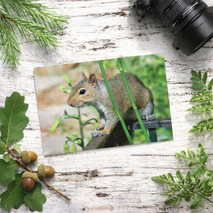 Tarjeta postal de fotografía de ardilla gris