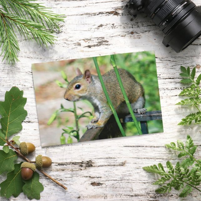 Tarjeta postal de fotografía de ardilla gris (Subido por el creador)