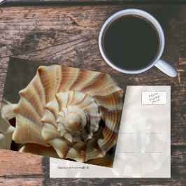 Tarjeta postal de fotografía de caracol marino Lig