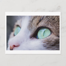 TARJETA POSTAL DE FOTOGRAFÍA DE GREEN EYED CAT