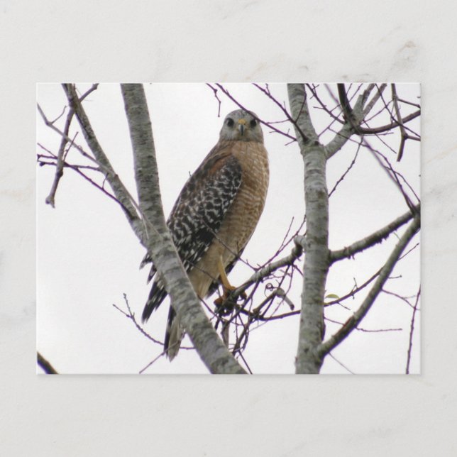 Tarjeta postal de fotografía de Hawk con cola roja (Anverso)