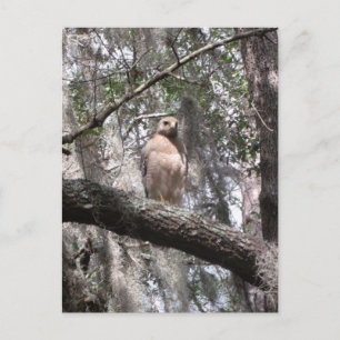 Tarjeta postal de fotografía de Hawk con cola roja