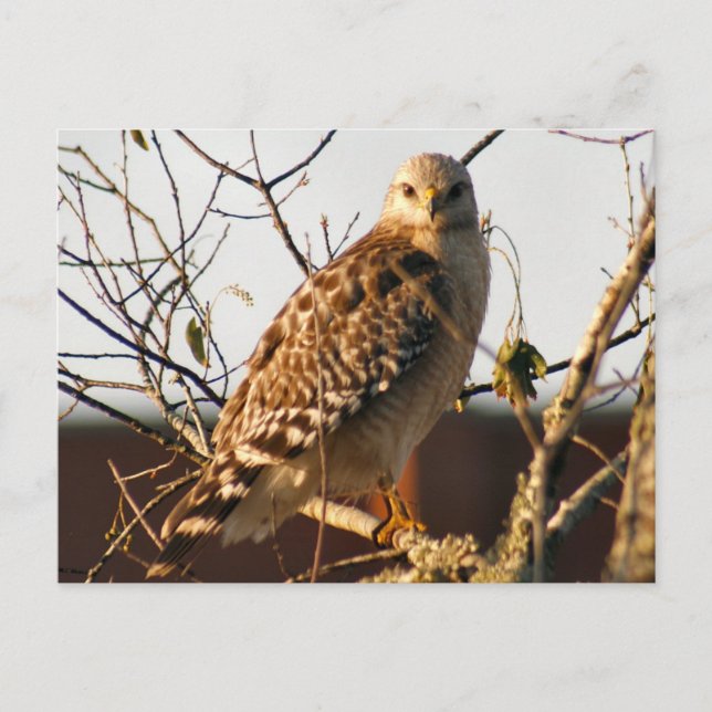 Tarjeta postal de fotografía de Hawk con cola roja (Anverso)