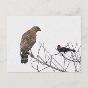 Tarjeta postal de fotografía de Hawk con cola roja
