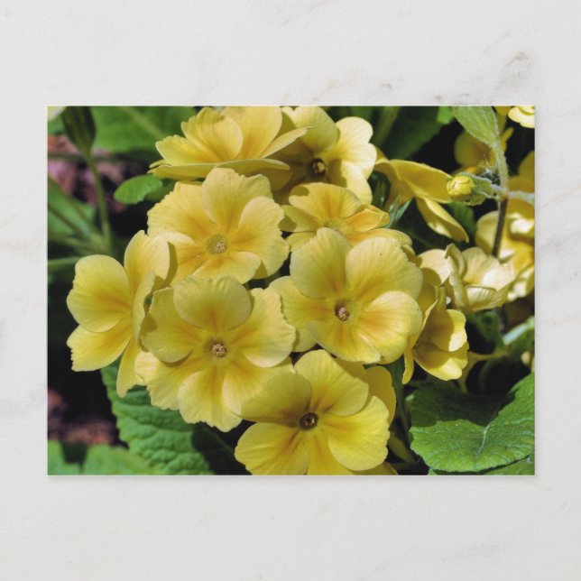 Tarjeta postal de fotografía de la flor de rosa am (Anverso)