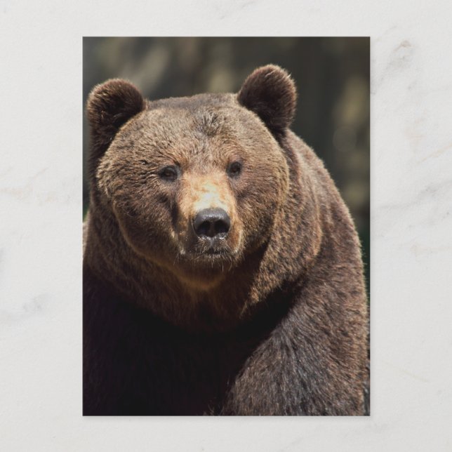 TARJETA POSTAL DE FOTOGRAFÍA DE OSO GRIZZLY (Anverso)
