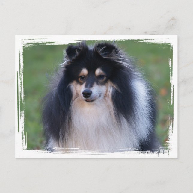 Tarjeta postal de fotografía de Sheltie (Anverso)