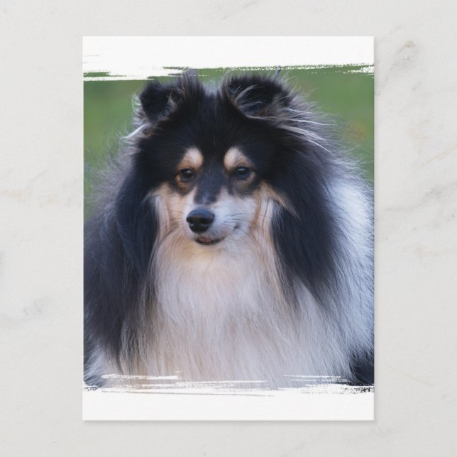 Tarjeta postal de fotografía de Sheltie (Anverso)
