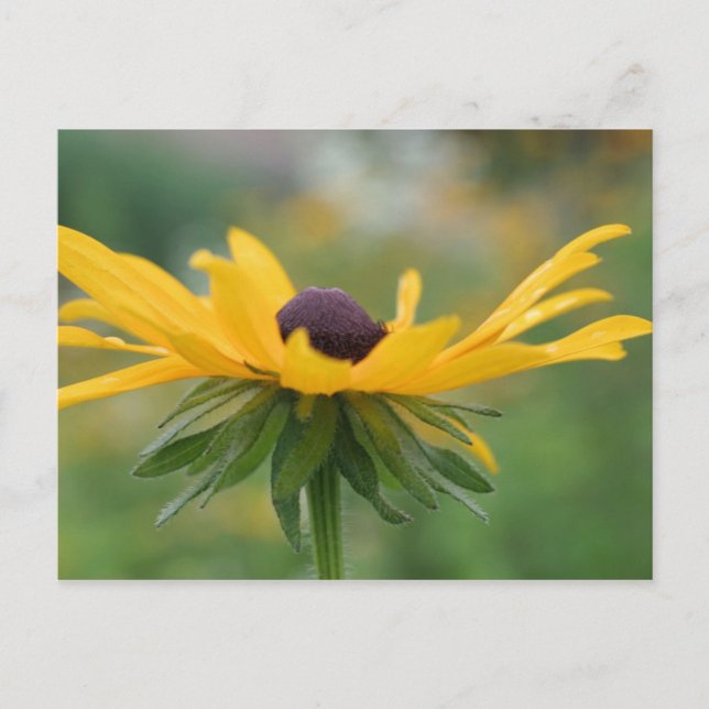 Tarjeta postal de fotografía de Susan Flower bland (Anverso)