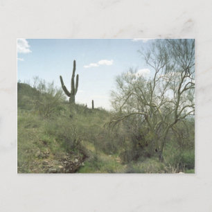 Tarjeta postal de fotografía del desierto de Arizo