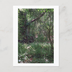 Tarjeta postal de fotografía del Personalizado del
